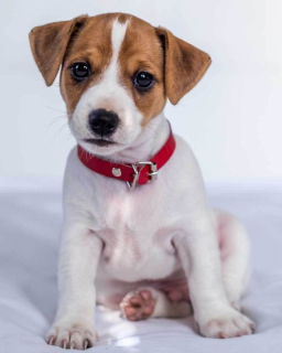 Deka mikroflanel s digitálním tiskem Jack Russell Terier 120/150